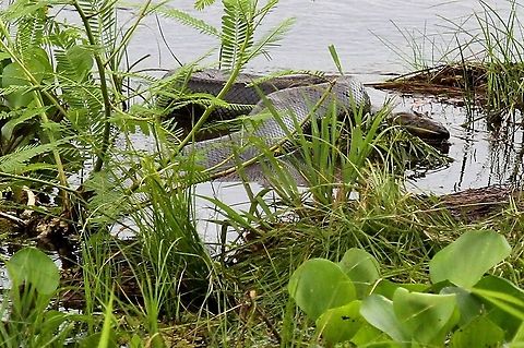 Green Ananconda - 6 metres plus We were about 60 metres from this wonderful snake and watched it for 15-20 minutes Eunectes murinus,Green Anaconda,Hato El Cedral,Los Llanos