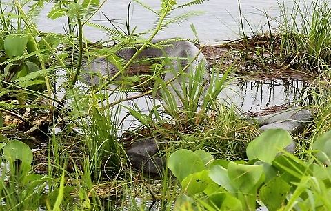 Green Anaconda - 6 metres plus Unwinding. Eunectes murinus,Green Anaconda,Hato El Cedral,Los Llanos
