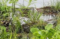 Green Anaconda - 6 metres plus Unwinding. Eunectes murinus,Green Anaconda,Hato El Cedral,Los Llanos