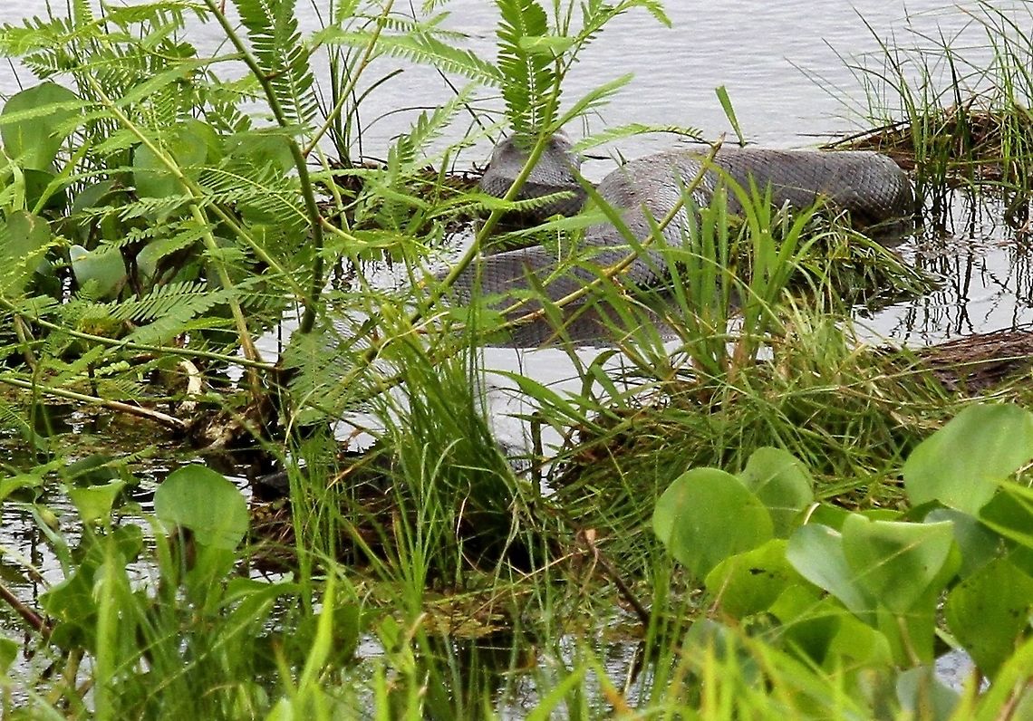 Green Anaconda Estimated at over 6 metres by the Llaneros. Eunectes murinus,Green Anaconda,Hato El Cedral,Los Llanos