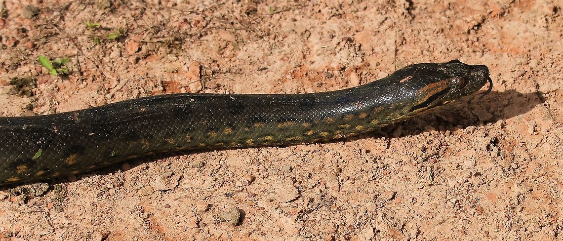 Green Anaconda - 4 metres Tasting the air Eunectes murinus,Green Anaconda,Hato El Cedral,Los Llanos