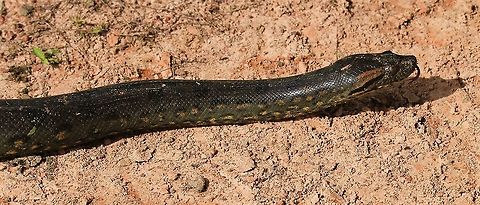 Green Anaconda - 4 metres Tasting the air Eunectes murinus,Green Anaconda,Hato El Cedral,Los Llanos