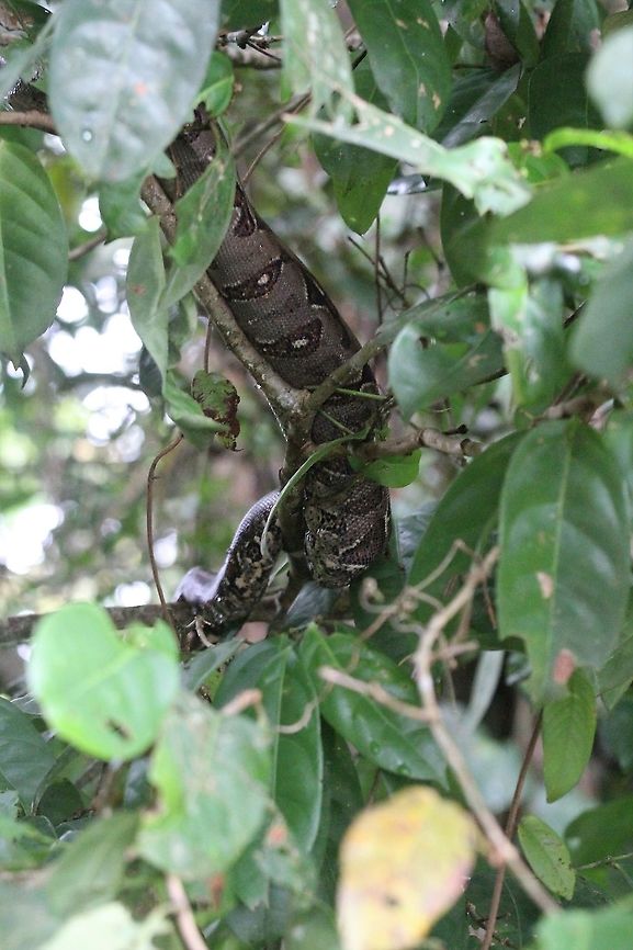 Central American Boa In the trees besides the lagoon - looked large but very little light to see properly. Boa constrictor imperator,Central American Boa,Tortuguero
