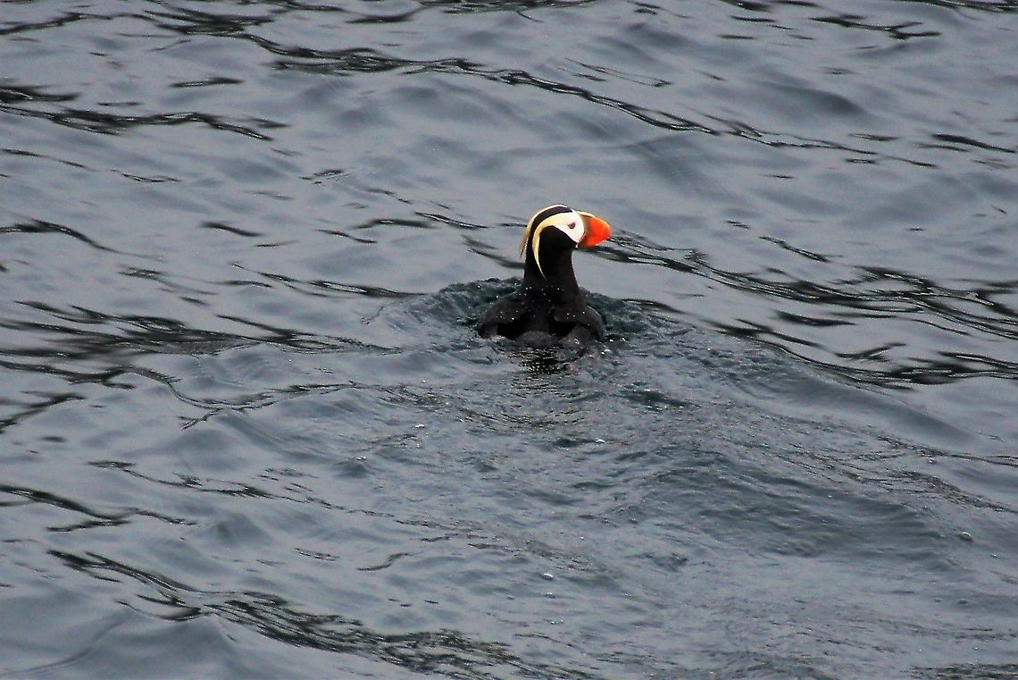Tufted Puffin On a trip from Seward, saw wonderful seabirds. Had never seen these before or the Horned Puffin, although the lasting memory was the retreating glaciers. Alaska,Fratercula cirrhata,Resurrection Bay,Seward,Tufted puffin