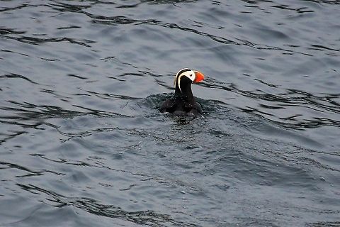 Tufted Puffin On a trip from Seward, saw wonderful seabirds. Had never seen these before or the Horned Puffin, although the lasting memory was the retreating glaciers. Alaska,Fratercula cirrhata,Resurrection Bay,Seward,Tufted puffin