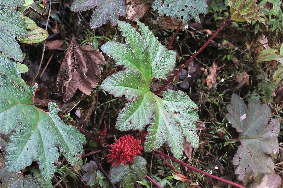 Gunnera magnifica This is kept as a garden plant in the uk, but I&#039;ve seen Gunnera from Costa Rica, through Venezuela to Colombia, at altitude in the Andes and through the Cordilleras de Talamanca and Guanacaste.  &quot;insignis&quot;, magnifica &amp; one other Gunnera magnifica,Tatama National Park
