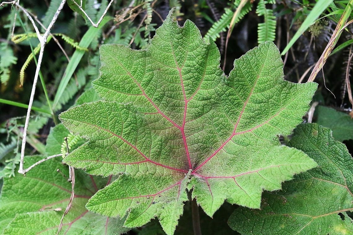 Gunnera magnifica  Cerro Montezuma,Gunnera magnifica,Tatama National Park