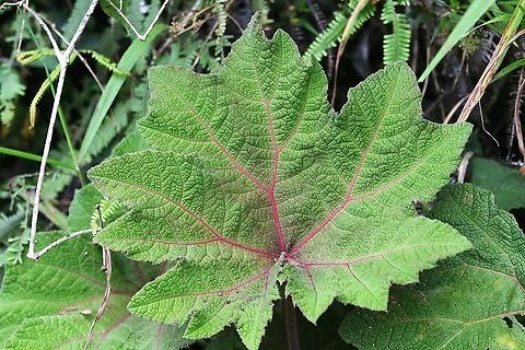 Gunnera magnifica  Cerro Montezuma,Gunnera magnifica,Tatama National Park