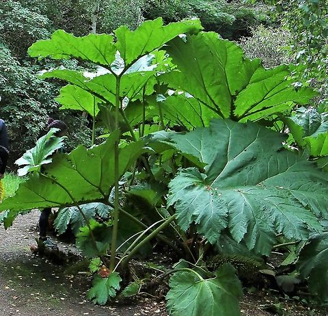 Gunnera manicata The Leaves over 2 metres tall. Giant rhubarb,Gunnera manicata,Inverewe Gardens,Scotland,Wester Ross