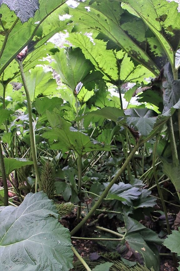 Gunnera manicata Showing the flower spike.  The leaves over 2 metres tall. Giant rhubarb,Gunnera manicata,Inverewe Gardens,Scotland,Wester Ross