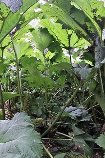 Gunnera manicata Showing the flower spike.  The leaves over 2 metres tall. Giant rhubarb,Gunnera manicata,Inverewe Gardens,Scotland,Wester Ross