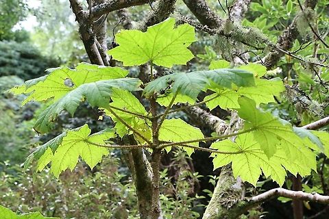Devil's club This grown in a NW Scotland garden at Inverewe. Devils club,Inverewe Gardens,Oplopanax horridus,Scotland,Wester Ross