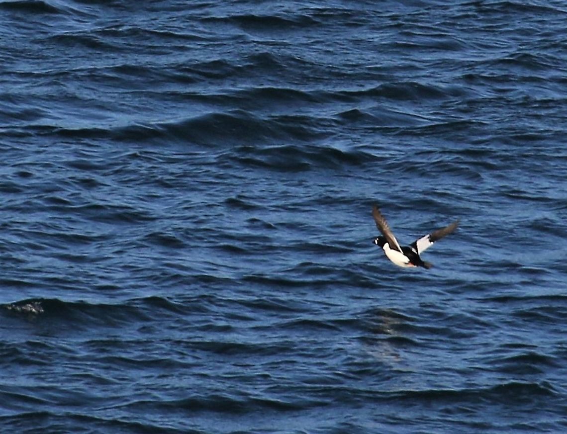 Goldeneye Hardendale quarry near Shap, a rarity!<br />
 Bucephala clangula,Common goldeneye,Cumbria,Hardendale Quarry,Shap