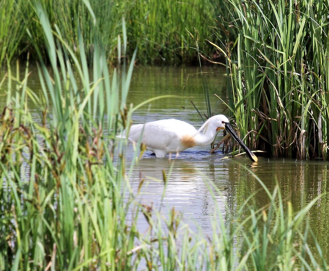 Common Spoonbill (Eurasian) At Slimbridge, Wildfowl &amp; Wetland Trust. Eurasian Spoonbill,Gloucestershire,Platalea leucorodia,Slimbridge