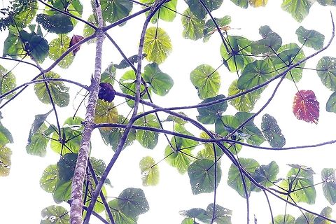 Balsa Tree Currently illegal balsa smuggling is causing problems in Colombia and Ecuador with prices for balsa trees having gone up by a factor of approximately 800% from about US$ 5 to about US$ 45 per tree - Demand has grown massively, fuelled by the growth of its use on wind farms and illegally smuggled balsa has been found on wind farms in China and the USA (here exacerbated by the current subsidies available for the installation of wind farms). Balsa Wood,Balsa tree,Cerro Montezuma,Ochroma,Ochroma pyramidale,Tatama National Park