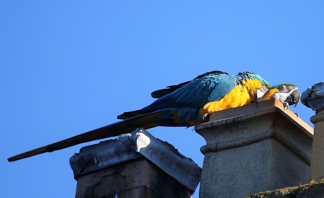 Blue and Yellow Macaws These macaws have been free-flying in Kirkby Stephen for well over 25 years.  They return at night to a place of safety.  There is a charity trust fund which pays out up to &pound; 10,000 each year for damage done to chimneys.  There are also Scarlet Macaws, the hybrid and some African parrots. Ara ararauna,Blue-and-yellow macaw,Cumbria,Kirkby Stephen