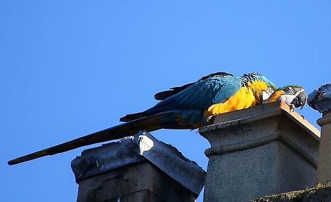 Blue and Yellow Macaws These macaws have been free-flying in Kirkby Stephen for well over 25 years.  They return at night to a place of safety.  There is a charity trust fund which pays out up to £ 10,000 each year for damage done to chimneys.  There are also Scarlet Macaws, the hybrid and some African parrots. Ara ararauna,Blue-and-yellow macaw,Cumbria,Kirkby Stephen