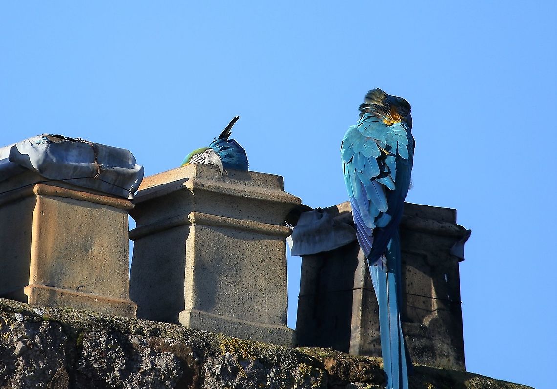 Blue and Yellow Macaws checking out a chimney These macaws have been free-flying in Kirkby Stephen for well over 25 years.  They return at night to a place of safety.  There is a charity trust fund which pays out up to &pound; 10,000 each year for damage done to chimneys.  There are also Scarlet Macaws, the hybrid and some African parrots.  Note the damage to the lead covering on the chimney to the left. Ara ararauna,Blue-and-yellow macaw,Cumbria,Kirkby Stephen