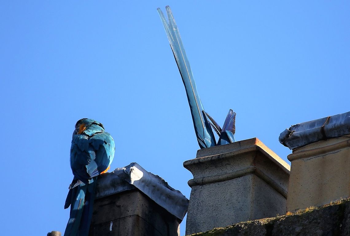 Blue and Yellow Macaws checking out a chimney (2) These macaws have been free-flying in Kirkby Stephen for well over 25 years.  They return at night to a place of safety.  There is a charity trust fund which pays out up to &pound; 10,000 each year for damage done to chimneys.  There are also Scarlet Macaws, the hybrid and some African parrots. Ara ararauna,Blue-and-yellow macaw,Cumbria,Kirkby Stephen