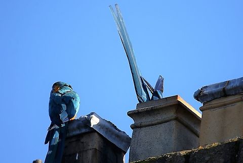 Blue and Yellow Macaws checking out a chimney (2) These macaws have been free-flying in Kirkby Stephen for well over 25 years.  They return at night to a place of safety.  There is a charity trust fund which pays out up to £ 10,000 each year for damage done to chimneys.  There are also Scarlet Macaws, the hybrid and some African parrots. Ara ararauna,Blue-and-yellow macaw,Cumbria,Kirkby Stephen