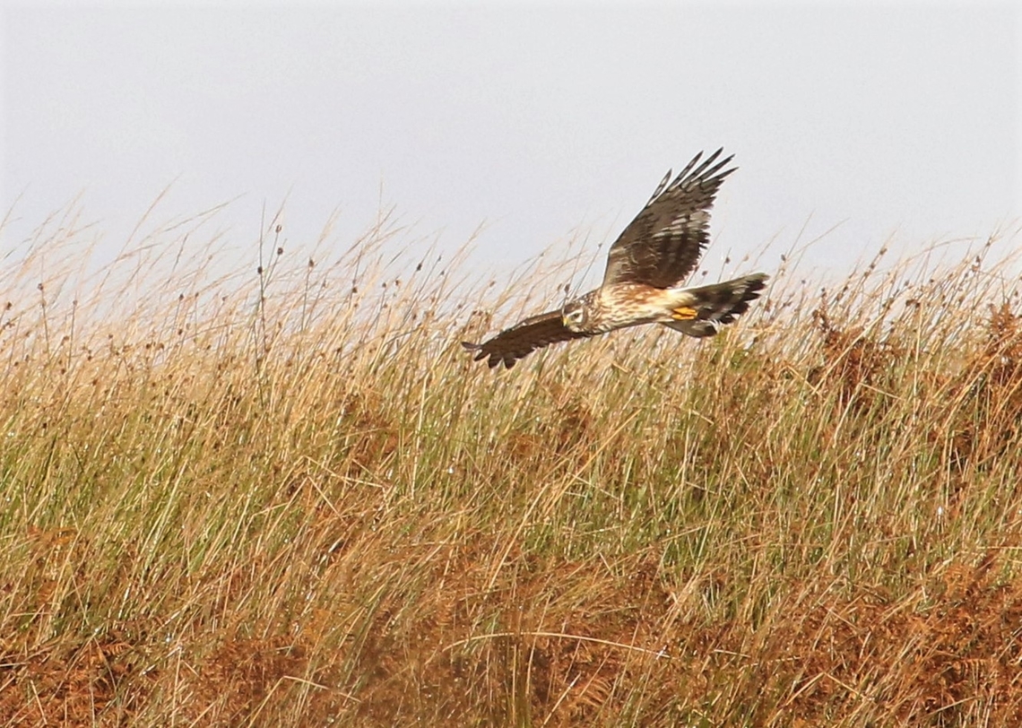 Ringtail - Isle of Jura Hunting over the moorland on the wonderful Isle of Jura.  Unfortunately the male that we saw was a lot further away. Circus cyaneus,Hen harrier,Isle of Jura,Scotland