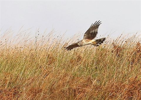 Ringtail - Isle of Jura Hunting over the moorland on the wonderful Isle of Jura.  Unfortunately the male that we saw was a lot further away. Circus cyaneus,Hen harrier,Isle of Jura,Scotland