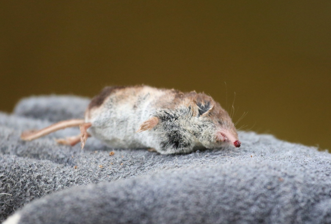Eurasian Shrew Another dead shrew - sorry. Common shrew,Cumbria,Kings Meaburn,Sorex araneus