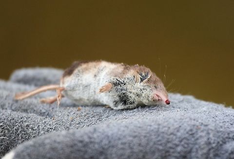 Eurasian Shrew Another dead shrew - sorry. Common shrew,Cumbria,Kings Meaburn,Sorex araneus