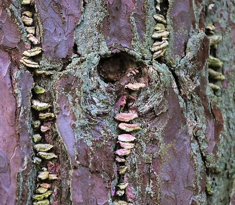 Purplepore Bracket fungus This annual fungus growing on a dead Scots Pine (Pinus sylvestris) Cumbria,Kings Meaburn,Purplepore Bracket Fungus,Trichaptum abietinum