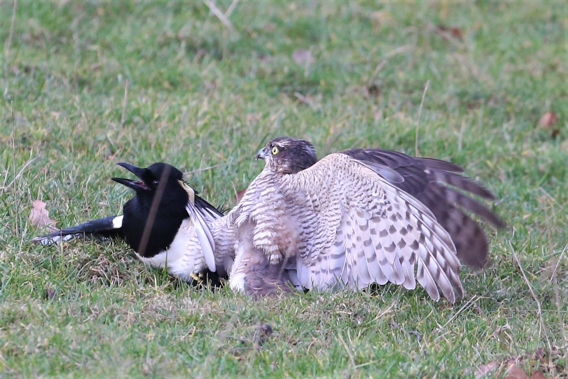 Eurasian Sparrowhawk on a successful but very difficult kill - Eurasian Magpie This a battle between 2 birds of similar weight.  It took the sparrowhawk over 20 minutes to subdue the magpie. Accipiter nisus,Cumbria,Eurasian Sparrowhawk,Kings Meaburn,Pica Pica,eurasian magpie