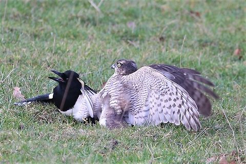 Eurasian Sparrowhawk on a successful but very difficult kill - Eurasian Magpie This a battle between 2 birds of similar weight.  It took the sparrowhawk over 20 minutes to subdue the magpie. Accipiter nisus,Cumbria,Eurasian Sparrowhawk,Kings Meaburn,Pica Pica,eurasian magpie
