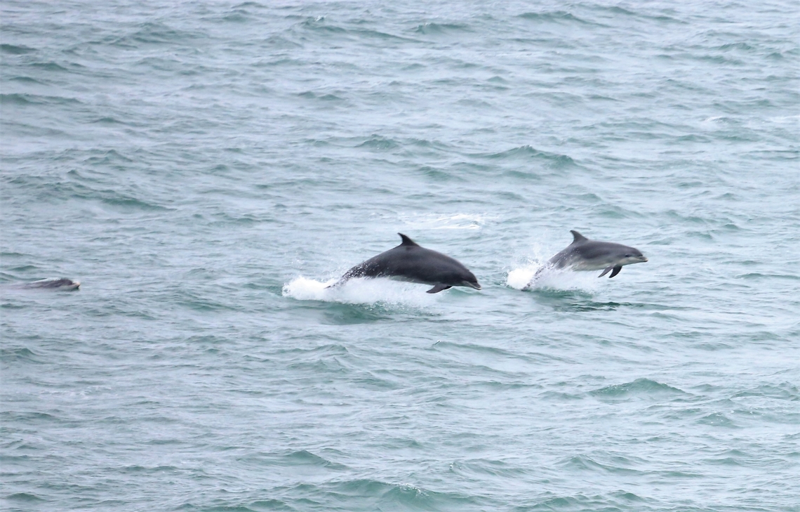 Common Bottlenose Dolphin Just outside Douglas Harbour in the Irish Sea.  A pod of about 30 were around us for a minute or so.  Taken from the Heysham Ferry. Common bottlenose dolphin,Irish Sea,Isle of Man,Tursiops truncatus
