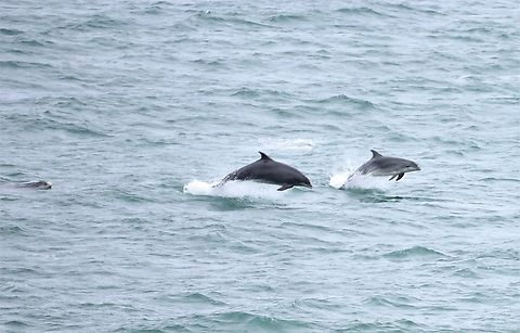 Common Bottlenose Dolphin Just outside Douglas Harbour in the Irish Sea.  A pod of about 30 were around us for a minute or so.  Taken from the Heysham Ferry. Common bottlenose dolphin,Irish Sea,Isle of Man,Tursiops truncatus