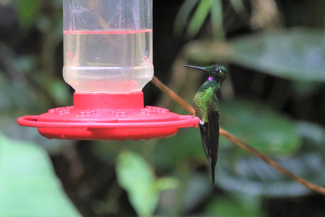 Male Empress Brilliant At a feeder on Cerro Montezuma Cerro Montezuma,Empress brilliant,Heliodoxa imperatrix,Tatama National Park