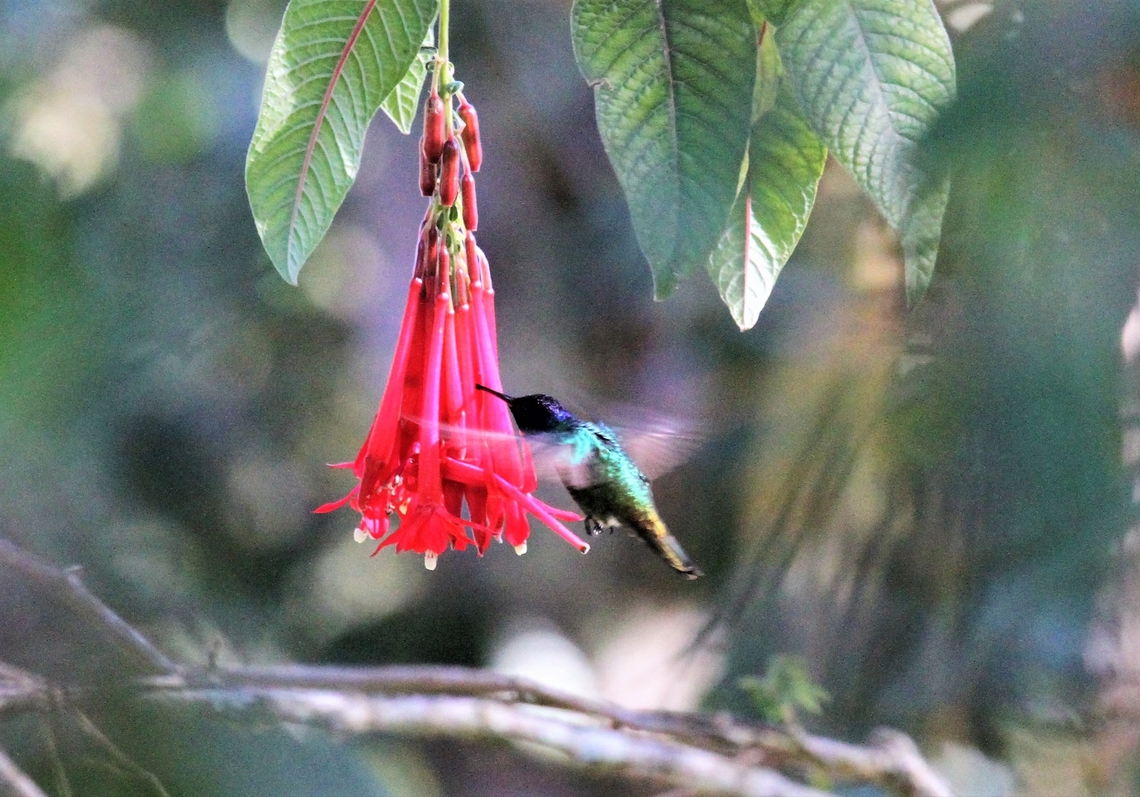 Golden-tailed Sapphire stealing from fuschia At just over 2,300 metres Andes,Chrysuronia oenone,Estancia La Bravera,Golden-tailed sapphire,Hummingbird,Merida,Venezuela