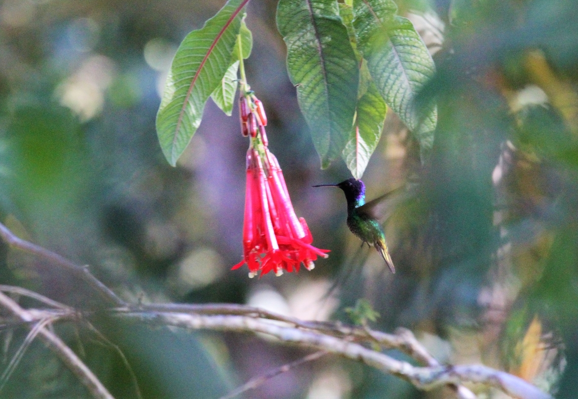 Golden-tailed Sapphire HELP!  I&#039;m trying to identify this hummingbird - photographed at just over 2,300 metres in Merida state, Venezuela.  The nearest I could get to identifying it was - Golden-tailed Sapphire, but not a match and at too great an altitude.  Below other photos that I took.  I understand that someone identified a Golden-tailed Sapphire here in December 2016 Andes,Chrysuronia oenone,Estancia La Bravera,Golden-tailed sapphire,Hummingbird,Merida,Venezuela