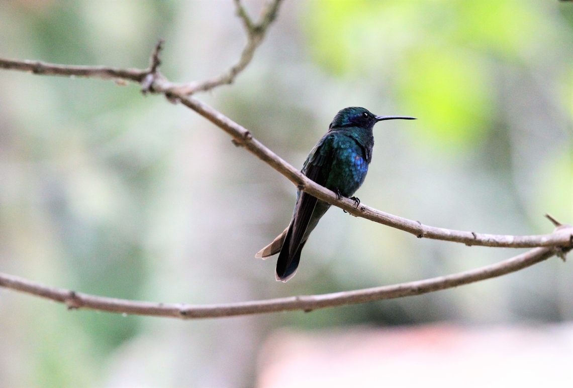 Lazuline Sabrewing Another hummingbird from just above 2,300 metres in Venezuela, I wondered if it was some type of non-standard Lazuline sabrewing, but that doesn't make a lot of sense.   HELP.  Unfortunately this is the only photograph I got of it. Andes,Campylopterus falcatus,Estancia La Bravera,Hummingbird,Lazuline sabrewing,Merida,Venezuela