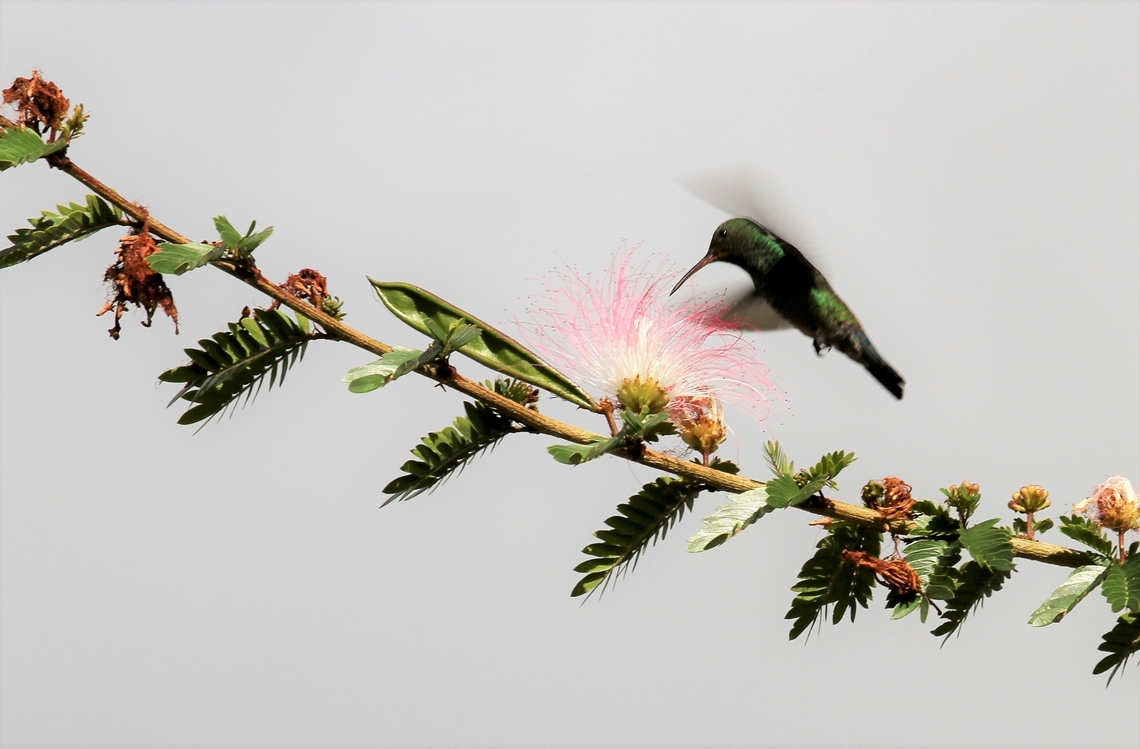 Red-billed Emerald on Acacia Red-billed Emerald feeding on acacia at Jaji in Merida Province. Acacia,Chlorostilbon gibsoni,Jaji,Merida,Red-billed emerald