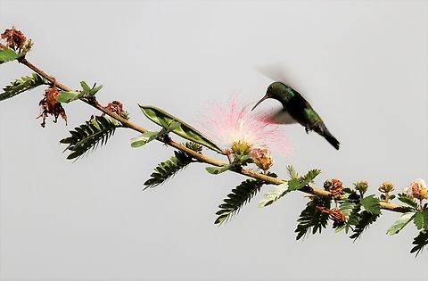 Red-billed Emerald on Acacia Red-billed Emerald feeding on acacia at Jaji in Merida Province. Acacia,Chlorostilbon gibsoni,Jaji,Merida,Red-billed emerald