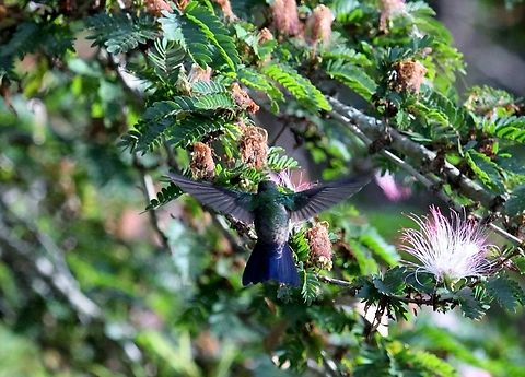 Red-billed Emerald on Acacia at Jaji Feeding in the square at Jaji. Acacia,Chlorostilbon gibsoni,Jaji,Merida,Red-billed emerald