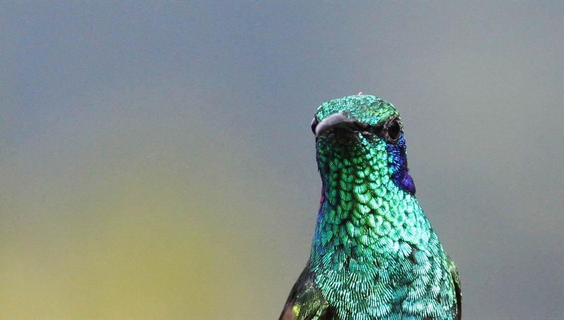 Lesser or Mountain Violetear  Colibri cyanotus,Lesser violetear,Mountain Violetear,Paraiso Quetzal Lodge,San Gerardo de Dota
