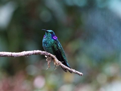 Mountain or Lesser Violetear  Colibri cyanotus,Lesser violetear,Mountain Violetear,Paraiso Quetzal Lodge,San Gerardo de Dota