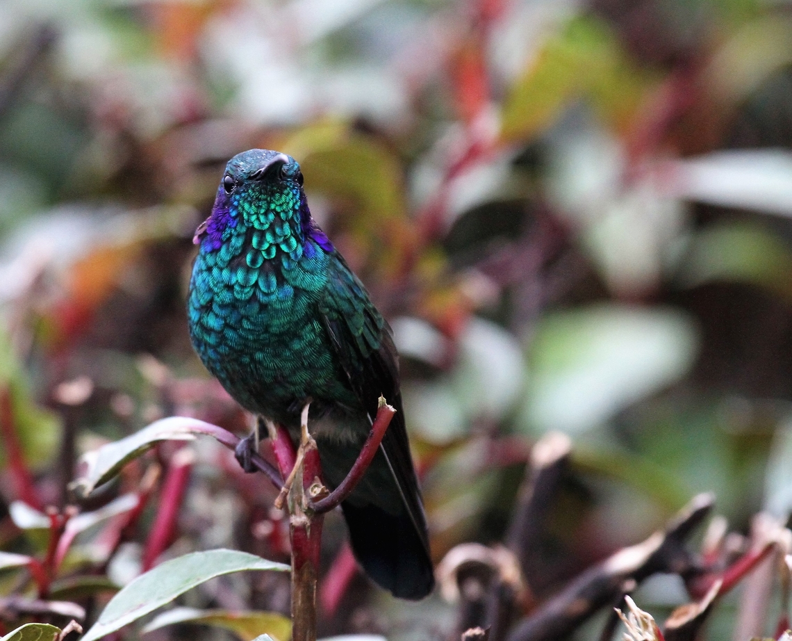 Lesser or Mountain Violetear There easily seen at the Paraiso Quetzal Lodge. Colibri cyanotus,Lesser violetear,Mountain Violetear,Paraiso Quetzal Lodge,San Gerardo de Dota