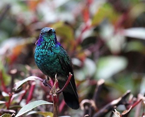 Lesser or Mountain Violetear There easily seen at the Paraiso Quetzal Lodge. Colibri cyanotus,Lesser violetear,Mountain Violetear,Paraiso Quetzal Lodge,San Gerardo de Dota