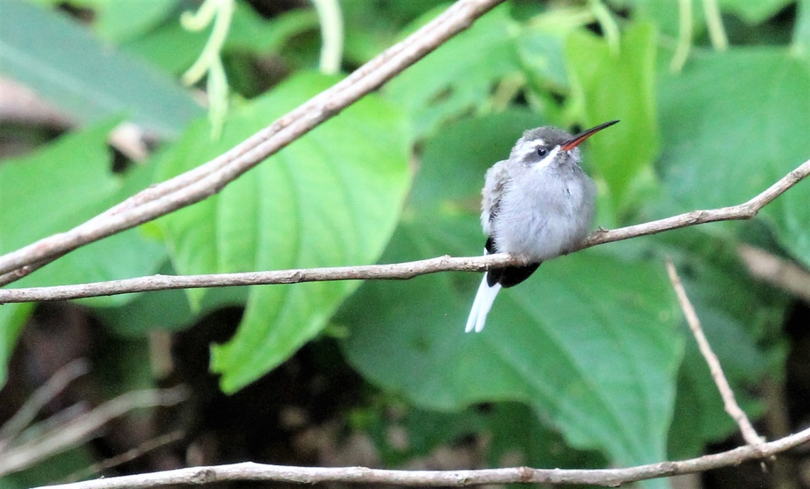 Sooty-capped Hermit  Canaima,Canaima National Park,Phaethornis augusti,Sooty-capped hermit