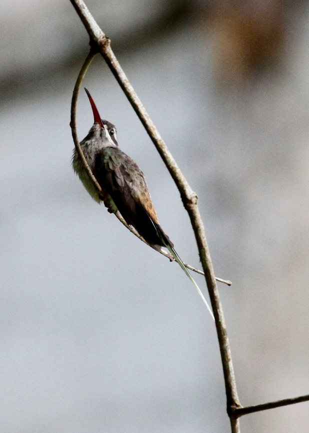 Sooty-capped Hermit In scrub close to the Rio Carrao. Canaima,Canaima National Park,Phaethornis augusti,Sooty-capped hermit