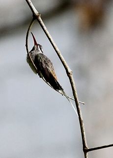 Sooty-capped Hermit In scrub close to the Rio Carrao. Canaima,Canaima National Park,Phaethornis augusti,Sooty-capped hermit