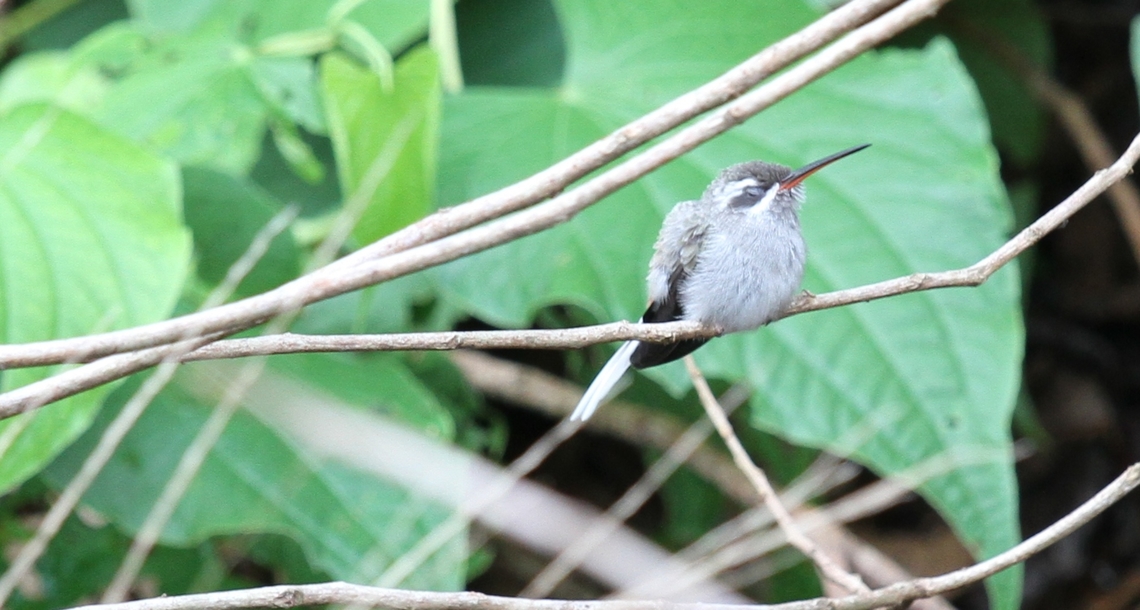 Sleeping Sooty-capped Hermit  Canaima,Canaima National Park,Phaethornis augusti,Sooty-capped hermit