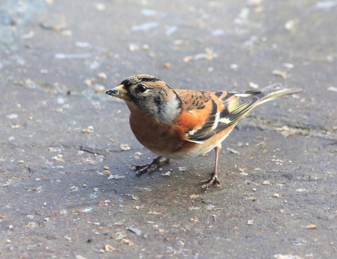 Brambling Visiting to clean up below a bird feeder. Brambling,Cumbria,Fringilla montifringilla,Kings Meaburn