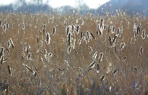Greater Reedmace At the RSPB (Royal Society for the Protection of Birds) nature reserve, within the reedbeds. Greater Reedmace,Leighton Moss,Typha latifolia